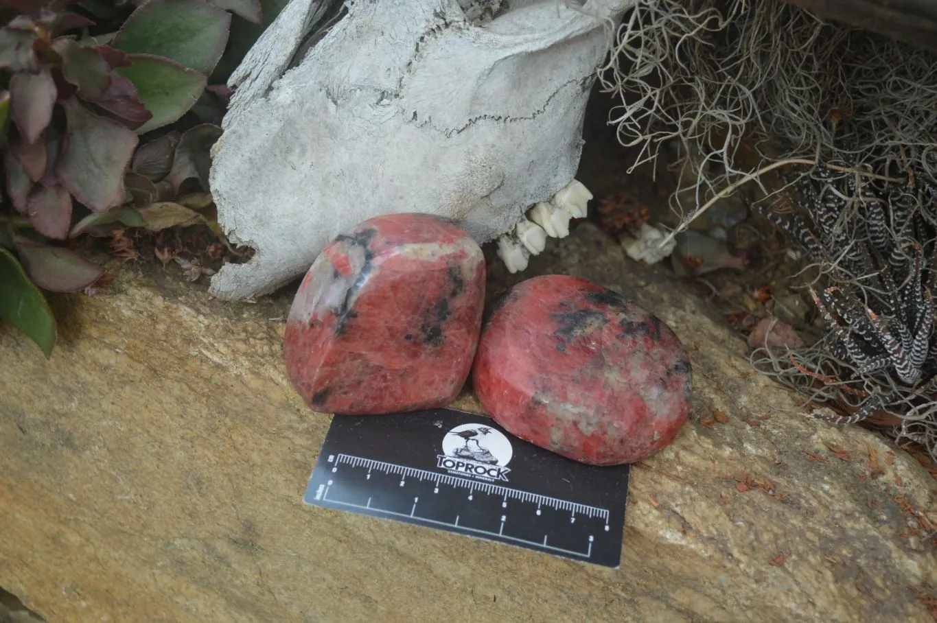 Polished Rhodonite Free Forms x 5 From Zimbabwe